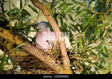 Wood Pigeon, columbia-palumbus, Erwachsene und Chick stehen auf der Nest, Normandie Stockfoto
