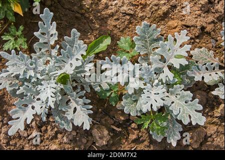 Silber Ragwort Senecio Bicolor Evergreen Blumenpflanze. Draufsicht Stockfoto