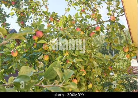 Roter leckerer Apfel. Glänzende, köstliche Äpfel, die an einem Ast in einem Apfelgarten hängen Stockfoto