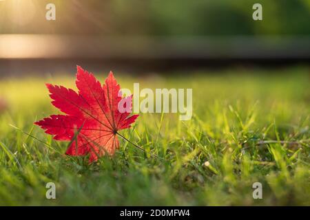 Red Ahornblatt herunterfallen und legen auf der hellen Grünes Gras im Park mit Platz für Text Stockfoto