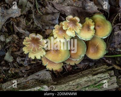 Hypholoma fasciculare aka Schwefeltuft, Schwefeltuft oder geclusterter Waldfresspilz. Stockfoto