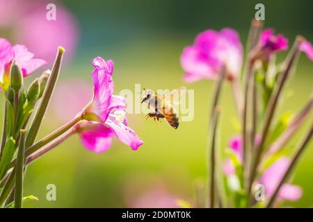 Nahaufnahme eines westlichen Honigbiene oder der Europäischen Honigbiene (Apis mellifera) Fütterung Nektar von Pink große haarige Weidenröschen Epilobium hirsutum Blumen Stockfoto