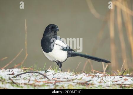 Nahaufnahme von einem eurasischen Magpie oder gemeinsame Vogel magpie (Pica Pica) zu Fuß auf einer Wiese in einem Winter mit Schnee. Stockfoto