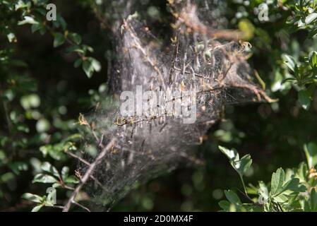 Netz der Apfelmine im Schlehdorn Stockfoto