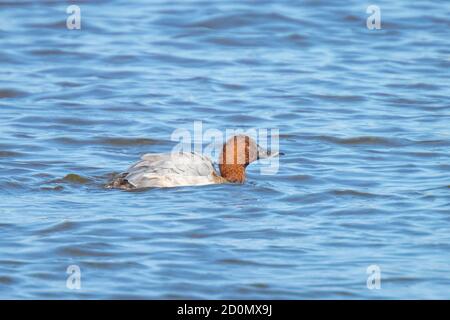 Pappbarsch; Aythya ferina, Wasservögel, die in einem Teich schwimmen. Farbenfrohe und sonnige Tage, niedrige Sicht. Stockfoto