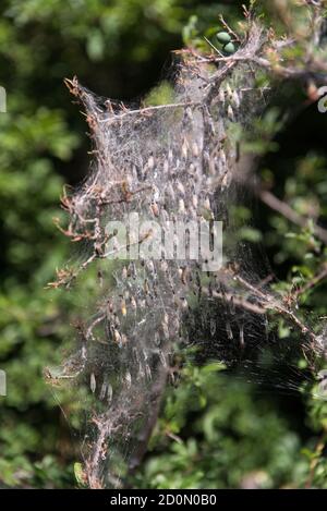 Netz der Apfelmine im Schlehdorn Stockfoto