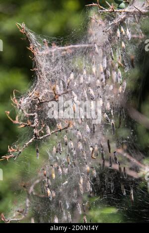 Netz der Apfelmine im Schlehdorn Stockfoto