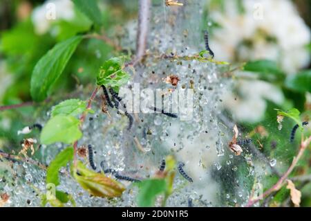 Netz der Apfelmine im Schlehdorn Stockfoto