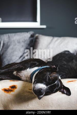 Gestreckt-out angenommen braun brindle Staffordshire Bull Terrier Hund mit weiß Gesichtsmarkierungen, die bequem auf dem Sofa schlafen Stockfoto