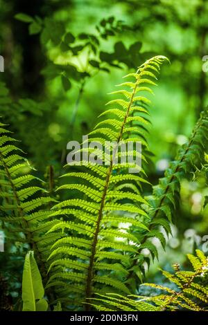 Nahaufnahme einer Farnpflanze auf einem Pfad durch einen lokalen Wald. Stockfoto