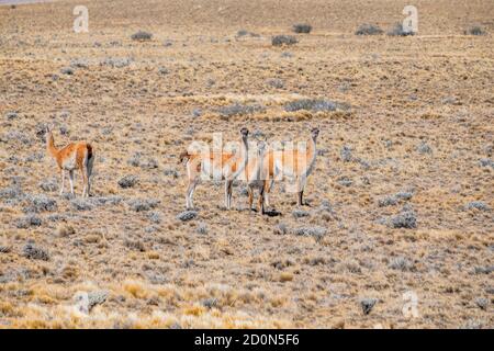 Guanacos starren in die Kamera. Stockfoto