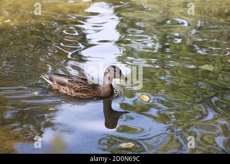 Wildente schwimmt im Teich im Park Stockfoto