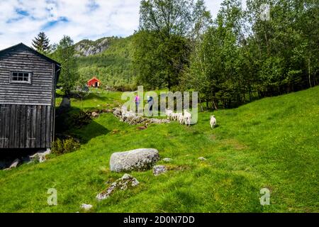 Wenige Schafe folgen zwei Wanderern auf den Bergen Norwegens. Stockfoto