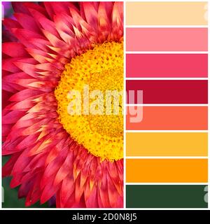 Getrocknete Blume Immortelle mit rosa Blüten mit einem gelben Kern. Die Farbpalette aus dem Bild entspricht den Schattierungen des Herbstes. Stockfoto