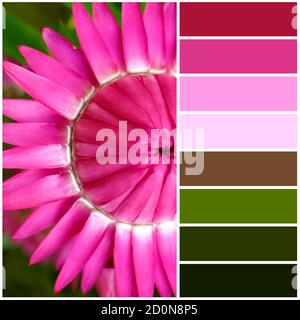 Getrocknete Blume Immortelle mit rosa Blüten. Die Farbpalette aus dem Bild entspricht den Schattierungen des Herbstes. Stockfoto