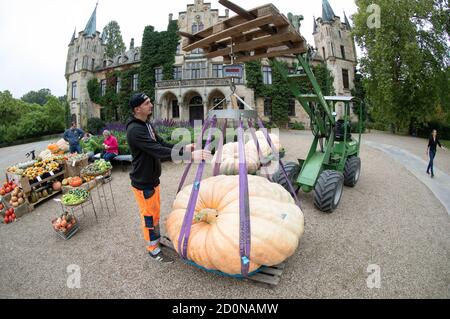 Bad Essen, Deutschland. Oktober 2020. Kürbiszüchter Kevin Rataj aus Hagermarsch bei Aurich steht neben seinem Riesenkürbis der Sorte Atlantic Giant, der bei den niedersächsischen Kürbismeisterschaften auf Schloss Ippenburg mit 702.40 kg zum schwersten Kürbis Niedersachsens gewählt wurde. Kredit: Friso Gentsch/dpa/Alamy Live Nachrichten Stockfoto