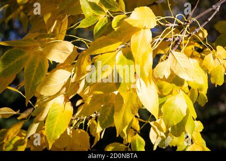 Gelbe Blätter eines Baumes, der den Herbst ankündigt Stockfoto