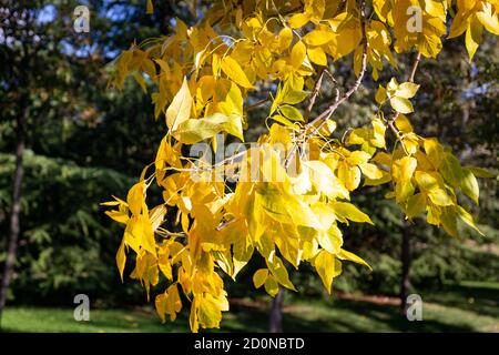 Gelbe Blätter eines Baumes, der den Herbst ankündigt Stockfoto