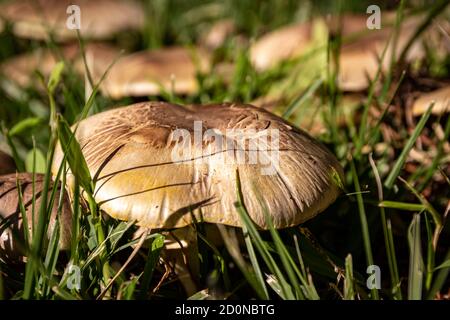 Nahaufnahme von versteckten Pilzen im Gras Stockfoto