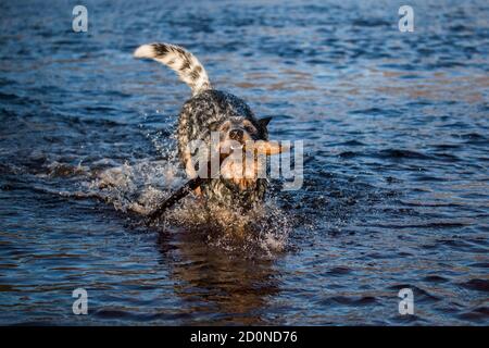 Australischer Rinderhund (Blue Heeler) Spielen fetch mit einem Stück Kelp Stockfoto