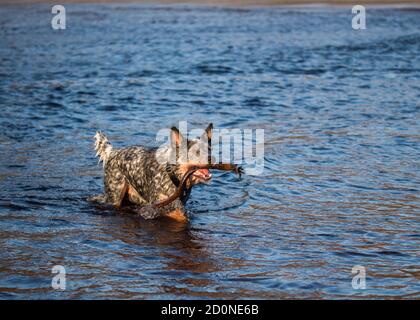 Australischer Rinderhund (Blue Heeler) Spielen fetch mit einem Stück Kelp Stockfoto