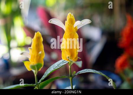 Pachystachys lutea, bekannt unter den gebräuchlichen Namen Lollipop Pflanze und Golden Shrimp Pflanze, ist eine subtropische, weich gestielte immergrüne Strauchgelbe Blume Stockfoto