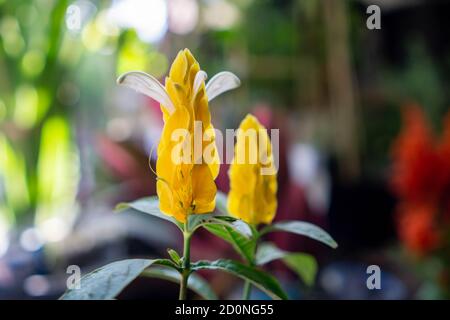 Pachystachys lutea, bekannt unter den gebräuchlichen Namen Lollipop Pflanze und Golden Shrimp Pflanze, ist eine subtropische, weich gestielte immergrüne Strauchgelbe Blume Stockfoto