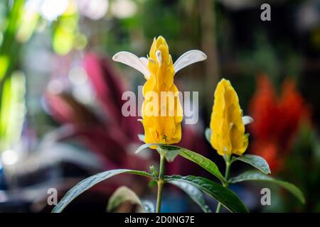 Pachystachys lutea, bekannt unter den gebräuchlichen Namen Lollipop Pflanze und Golden Shrimp Pflanze, ist eine subtropische, weich gestielte immergrüne Strauchgelbe Blume Stockfoto