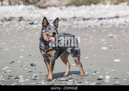 Australischer Rinderhund steht am Strand in der Sonne Sich auf etwas in der Ferne konzentrieren Stockfoto