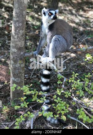 Portrait liebenswert catta Lemur endemisches Tier von Madagaskar Insel im tropischen Regenwald. Lustige Ringschwanz Lemur Maki. Stockfoto