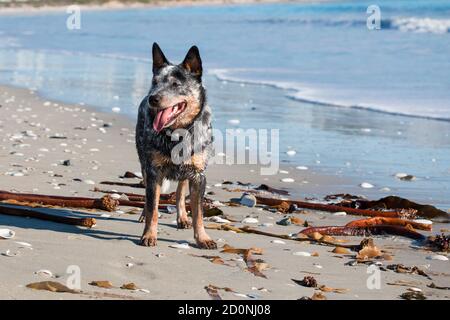 Australischer Rinderhund steht am Strand in der Sonne Mit dem Wasser im Hintergrund und etwas Bambus herumliegen Stockfoto