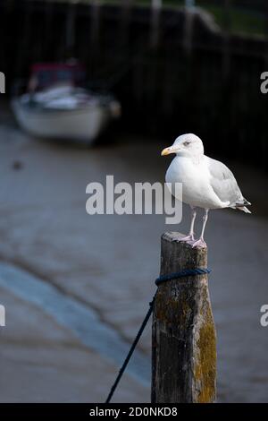 Einsame Möwe auf einem Pfosten am Fluss thront Rother bei Ebbe Stockfoto