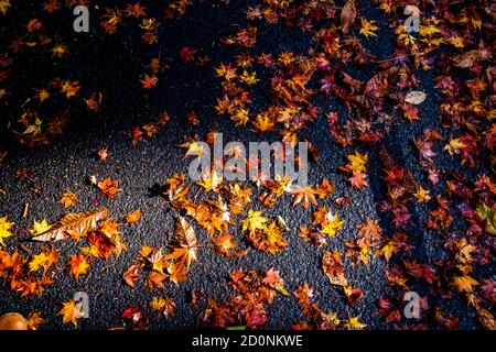 Herbstblätter fallen auf die Straße Stockfoto