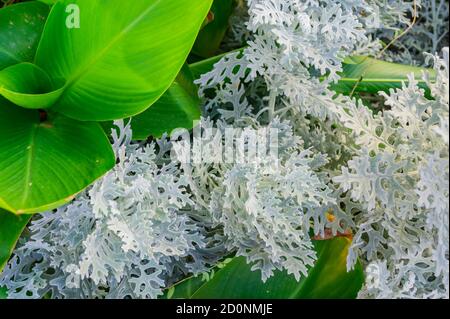 Silber Ragwort Senecio Bicolor Evergreen Blumenpflanze. Draufsicht Stockfoto