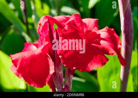 Canna Blume auch Canna Lily im Garten genannt Stockfoto