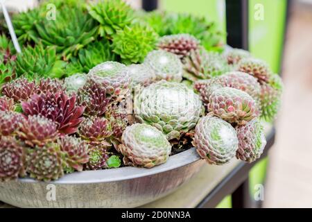 Echeveria Kakteen. Tropische Sukkulente für häusliche Gartenarbeit im Blumenladen. Stockfoto