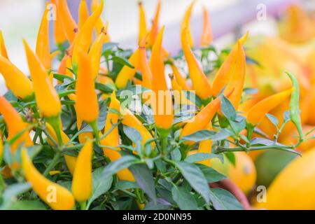 Kleine orange jalapeno Paprika wachsen in Tontöpfen. Farm Bio-Gemüse Stockfoto