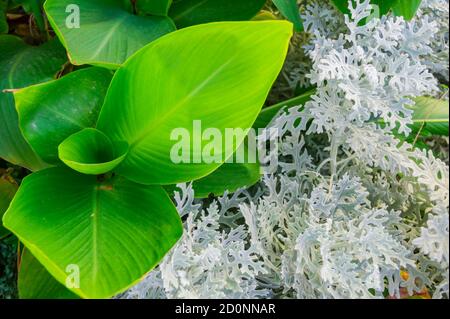 Silber Ragwort Senecio Bicolor Evergreen Blumenpflanze. Draufsicht Stockfoto