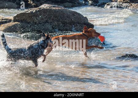 Zwei Hunde spielen am Strand im Wasser mit Ein Ball, der herumspritzt und läuft Stockfoto