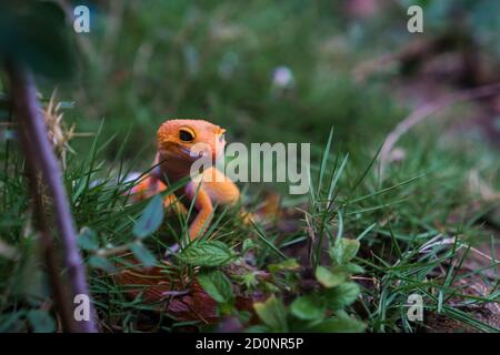 Gemeine Leopardengeckos sind eines der beliebtesten Eidechsentiere. Sie sind möglicherweise die erste domestizierte Eidechsenart. Stockfoto