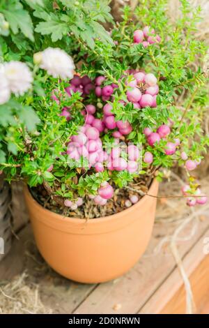 Pernettya mucronata immergrüner Strauch mit rosa Beeren. Herbstpflanze im Tonblumentopf Stockfoto