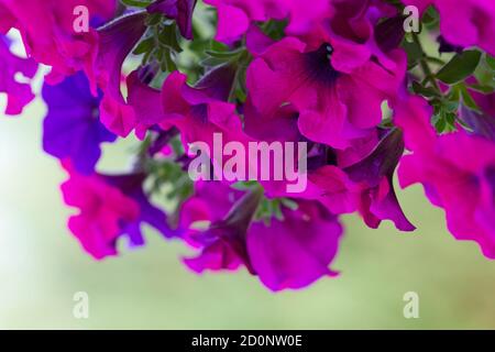 Korb mit rosa und violetten Petunien Stockfoto