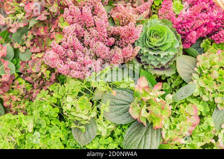 Herbstzusammensetzung - Blüte Heide Calluna, Kohl, Hydragenie. Draufsicht, Hintergrund Stockfoto