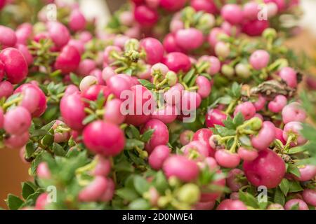 Pernettya mucronata immergrüner Strauch mit rosa Beeren. Herbstpflanze im Tonblumentopf Stockfoto
