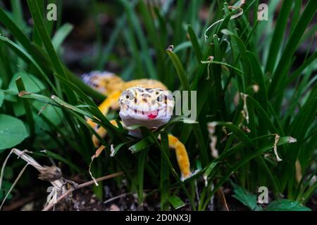 Gemeine Leopardengeckos sind eines der beliebtesten Eidechsentiere. Sie sind möglicherweise die erste domestizierte Eidechsenart. Stockfoto