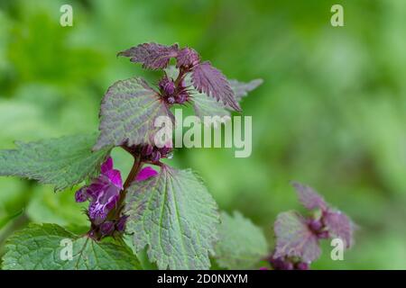 Blüten der gefleckten Taubnessel (Lamium maculatum) Stockfoto