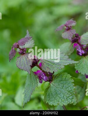 Blüten der gefleckten Taubnessel (Lamium maculatum) Stockfoto