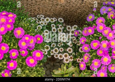 Blühender Busch von weißen Chrysanthemen und rosa Aster Blumen auf Netzhintergrund. Herbstblumen Stockfoto