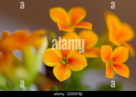 Schöne blühende Orangenblüten Stockfoto