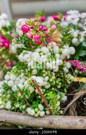 Pernettya mucronata immergrüner Strauch mit rosa und weißen Beeren. Herbstpflanze im Tonblumentopf Stockfoto